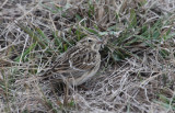 Smiths Longspur_0260.JPG