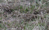 Smiths Longspur_0303.JPG