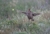 Attwaters Prairie Chicken_1747.JPG