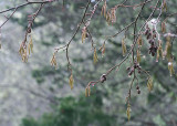 catkins, must be nearly spring