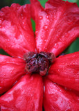 33 Rainy Red Rhody