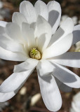 31 Star Magnolia 4