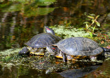 Snake Lake Turtles 2