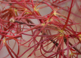 63 New Red Leaves