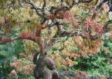 64 Springtime Maple