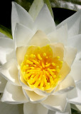 6 golden heart, white lily