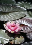 8 pink lily in leaves