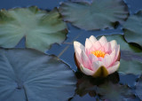 11 floating lotus