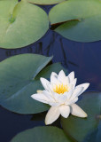 24 white water lily
