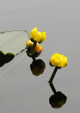 26 yellow pond lilies