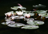 37 lilies on dark water