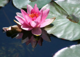 39 pink lily with reflection