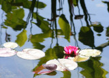 40 lilypond reflections