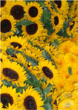 39 sunflowers