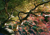 72 august maple