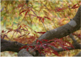 75 september maple