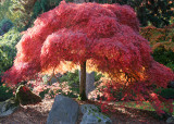 102 maple magnificence