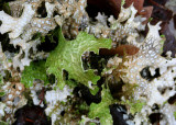 18 frog pelt lichen