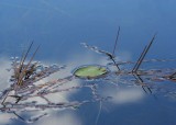 02 pondgrass, leaf, cloud