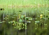 25 yellow lily pondscape