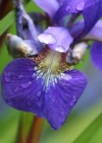 43 rain on iris