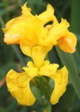 02 yellow iris after rain