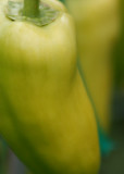 82 ripening peppers