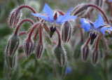 71 borage