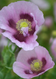 59 pink poppies