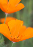 31 california poppies