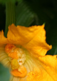 26 squash blossom