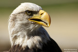 Eagle portrait