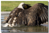 A little bath