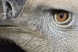 100 % crop