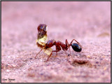 Hungry Ant