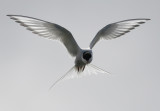 birds__fuglar