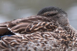 Female Mallard Close Up