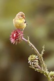 American Goldfinch