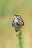 Savannah Sparrow