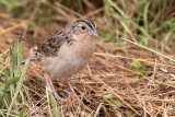 Grasshopper Sparrow