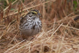 Savannah Sparrow