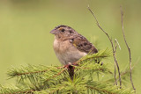 Grasshopper Sparrow