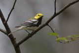 Black-throated Green Warbler