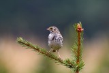 Savannah Sparrow