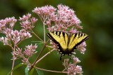 Tiger Swallowtail