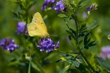Alfalfa Butterfly