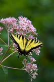 Tiger Swallowtail Butterfly on Joe-Pye Weed