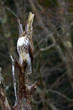 Red-tailed Hawk