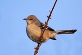 Northern Mockingbird