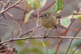 Ruby-crowned Kinglet